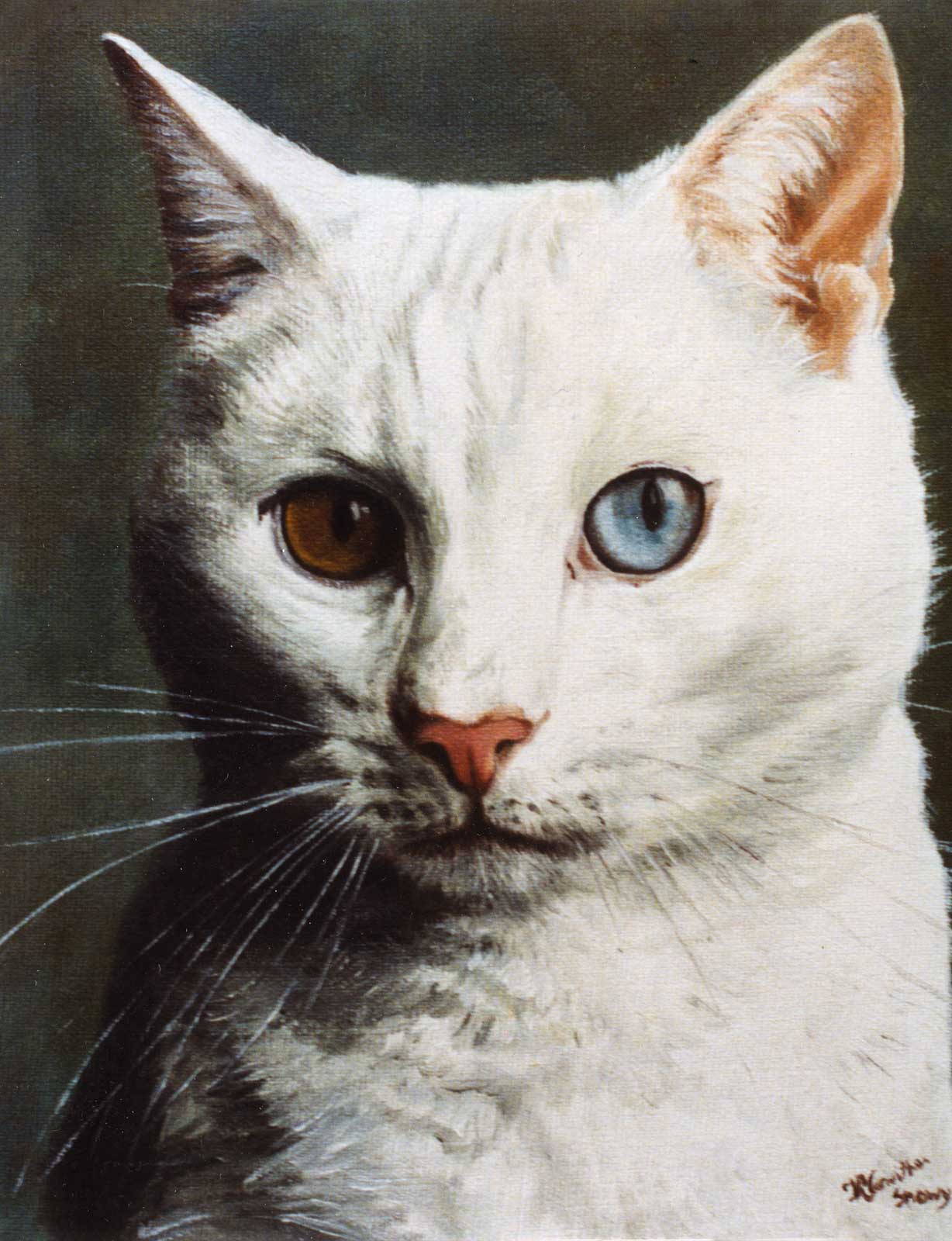 Cat portrait, oil painting on canvas