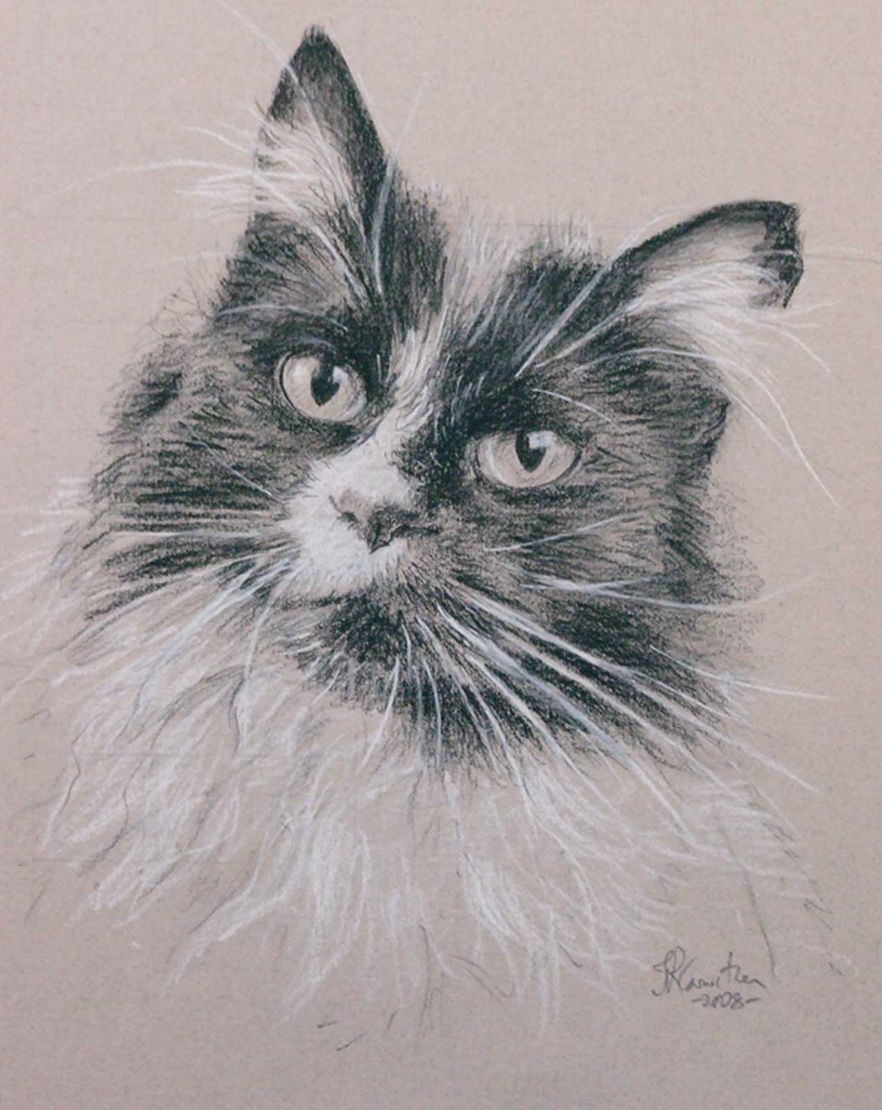 Cat portrait, drawing on paper