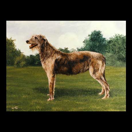 Irish Wolfhound dog portrait painting, oil paint on canvas