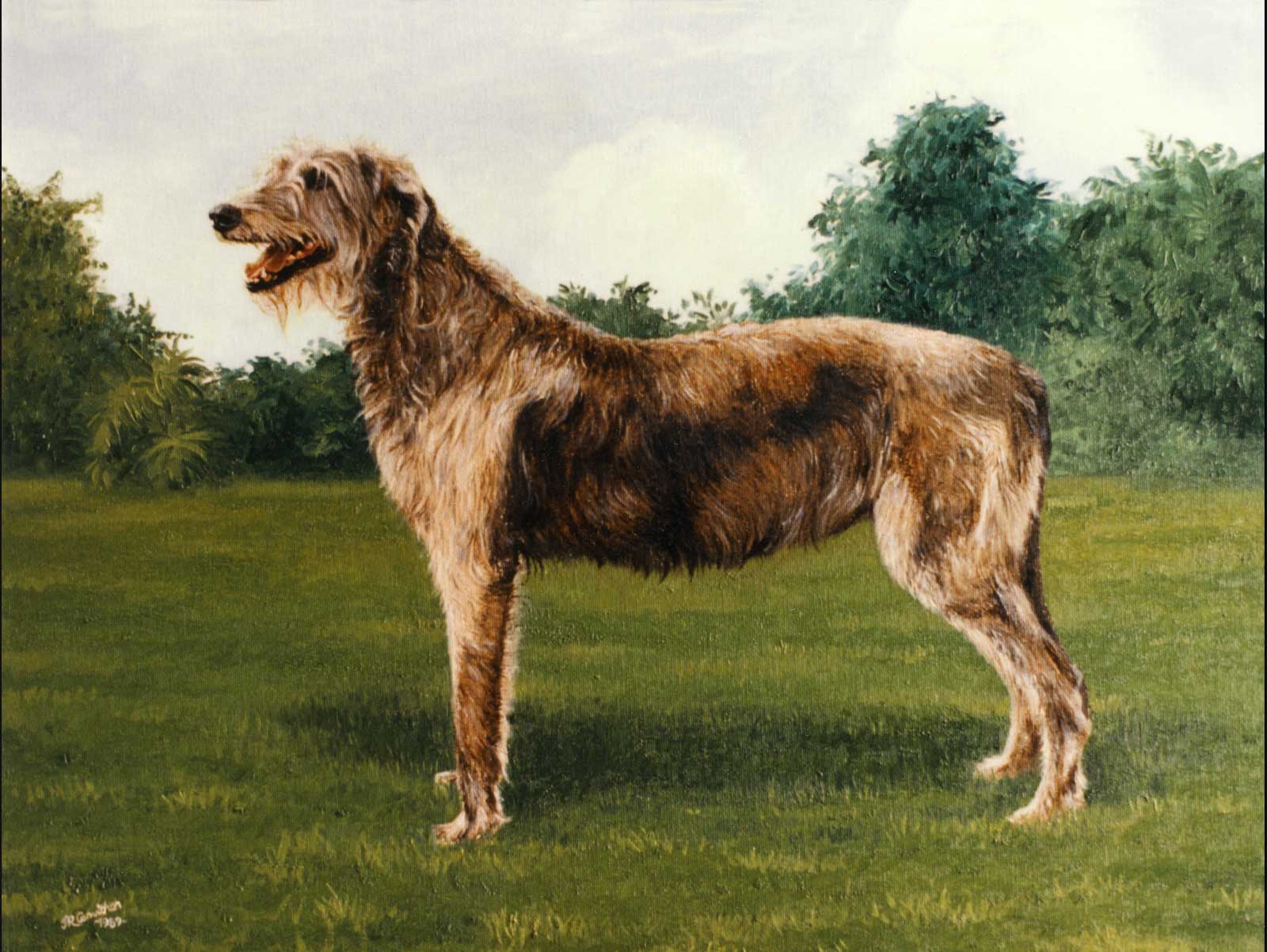 Irish Wolf Hound dog portrait oil painting on canvas