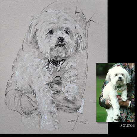 dog 14 portrait drawing detail1