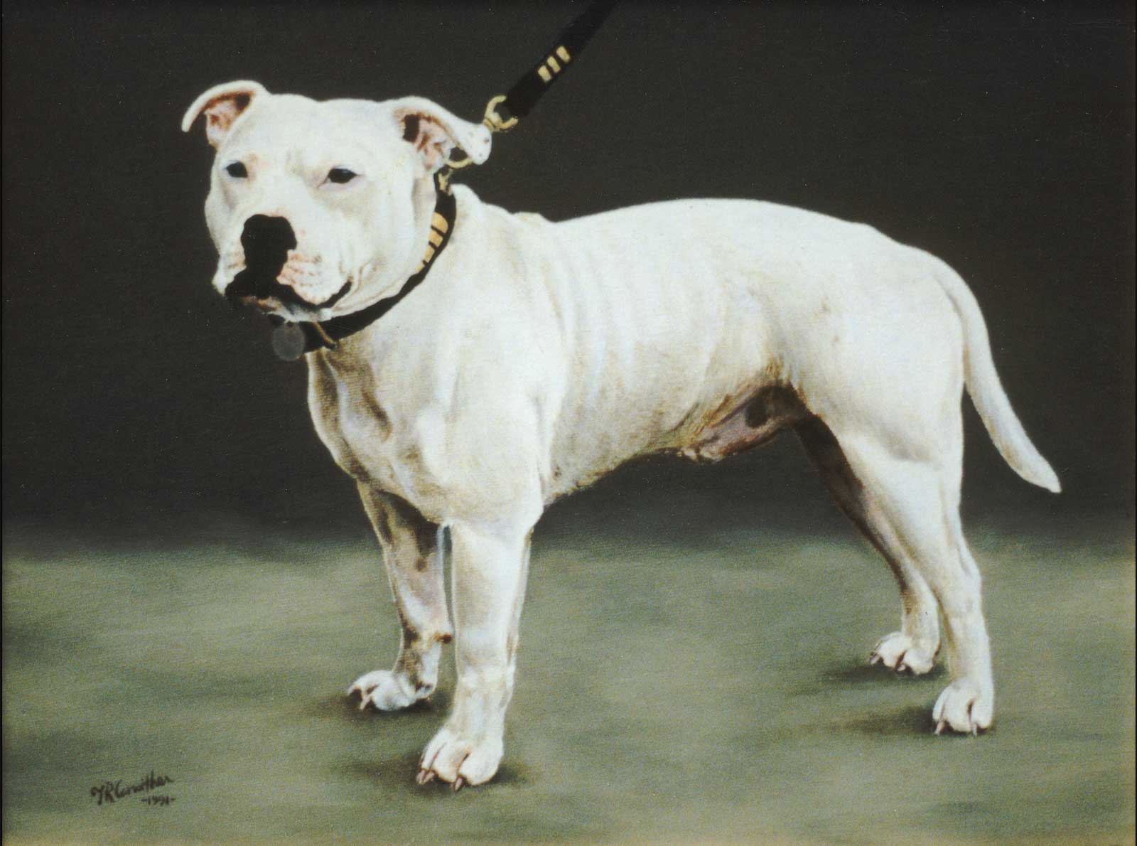 Staffordshire Bull terrier dog portrait oil painting on canvas