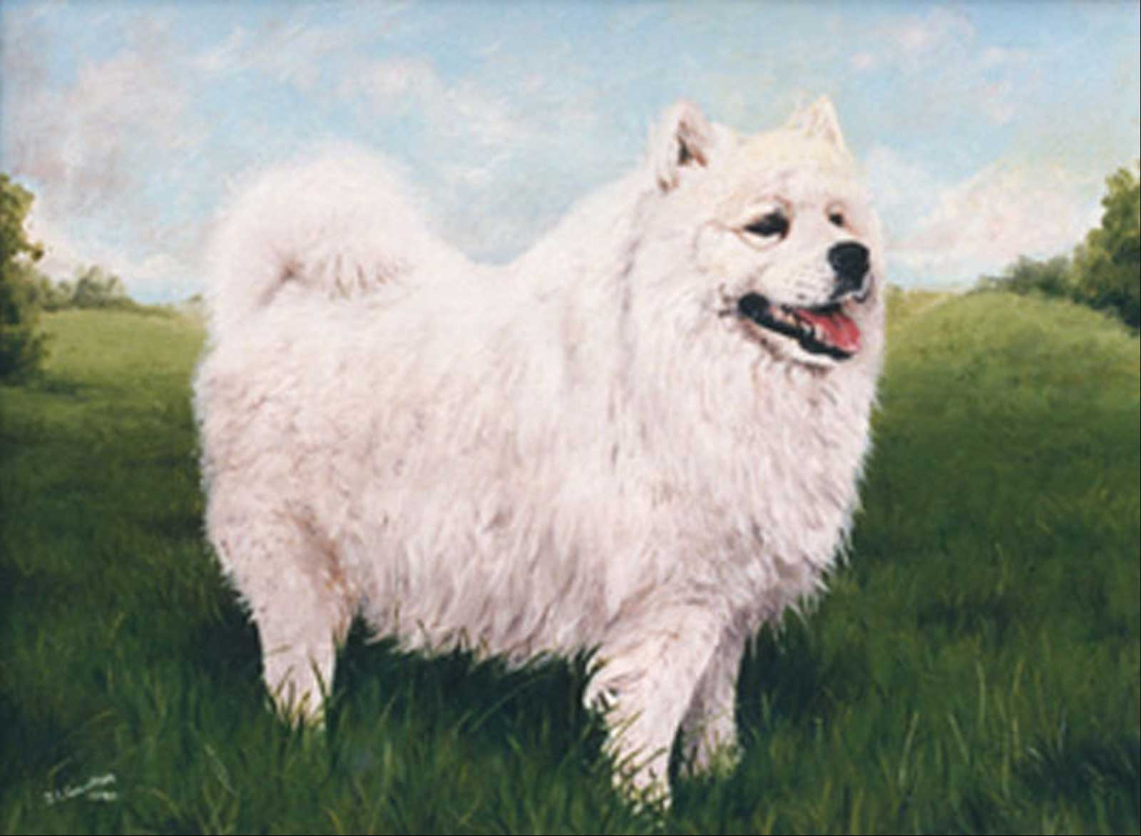 Japanese Spitz dog portrait oil painting on canvas