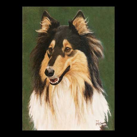 Collie dog portrait painting, oil paint on canvas