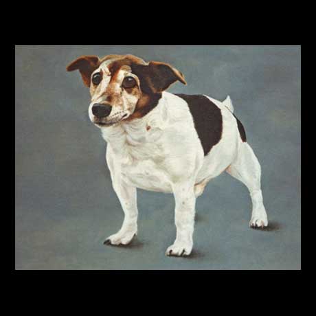 Jack Russell dog portrait painting, oil paint on canvas