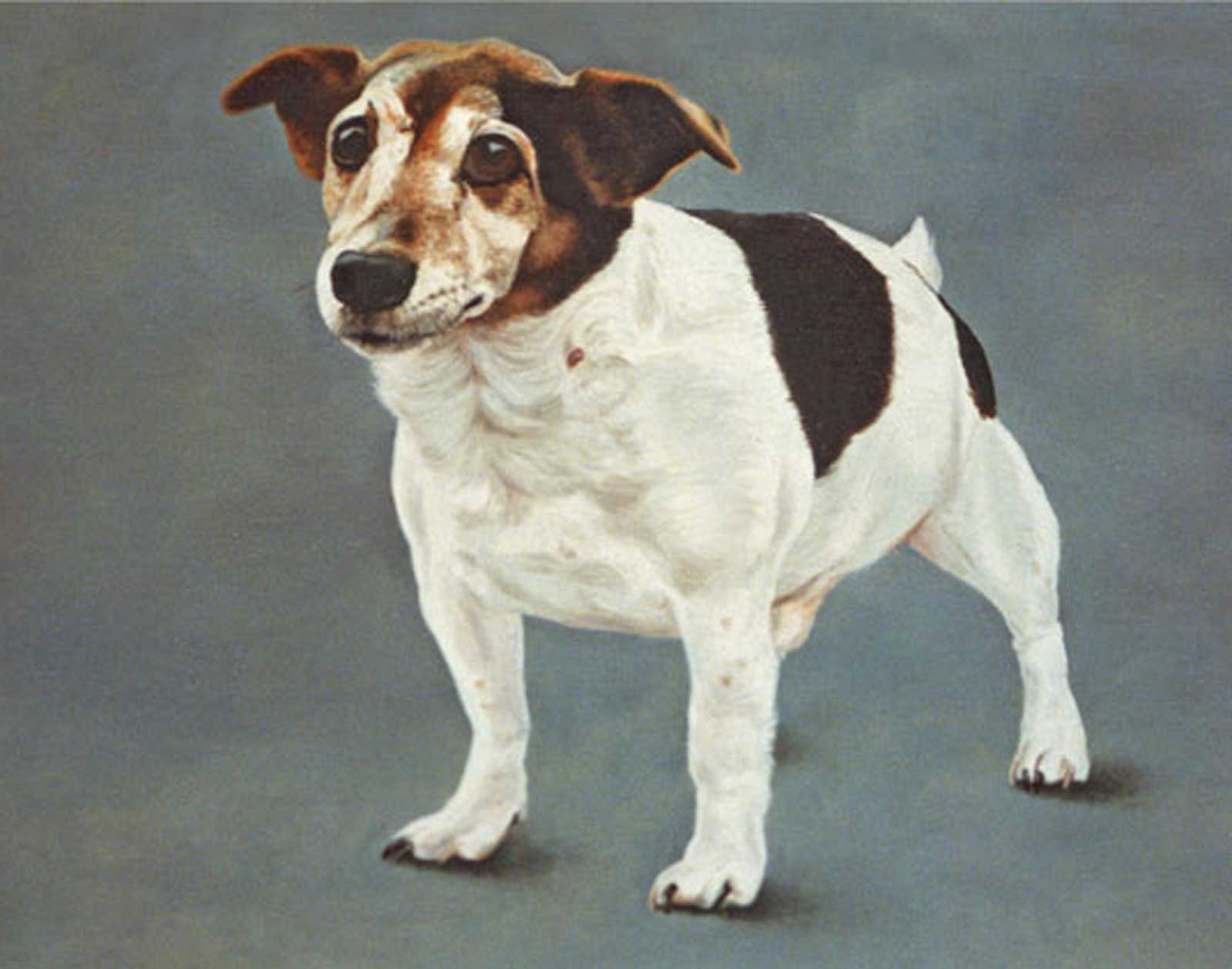 Dog portrait oil painting on canvas