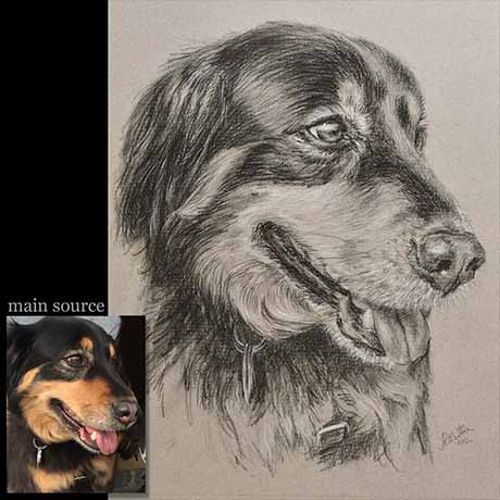 Dog portrait drawing 2 carbon pencil on paper