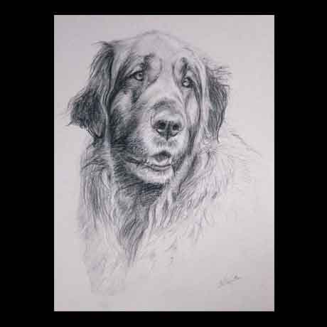 Leonberger dog portrait drawing on paper