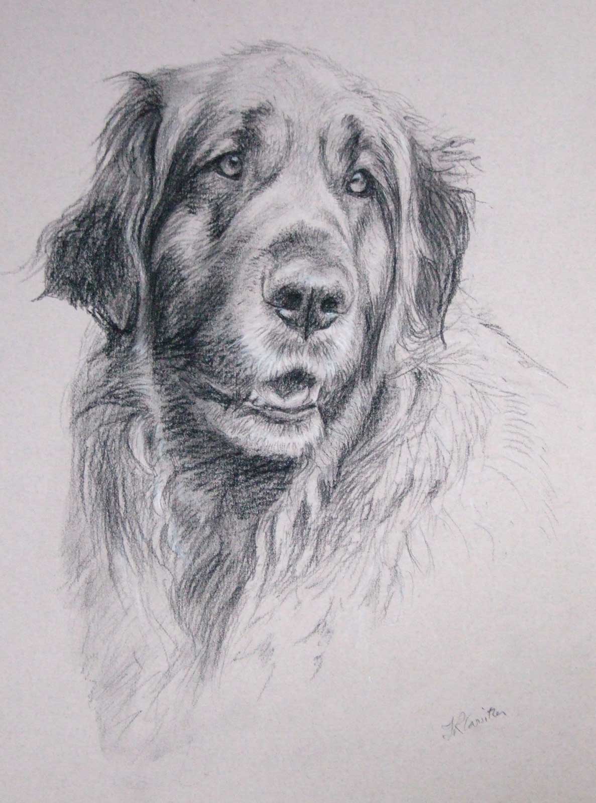 Leonberger dog portrait drawing on paper