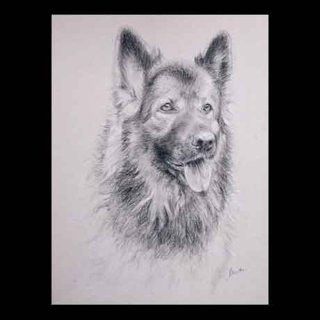 German Shepherd dog portrait drawing on paper