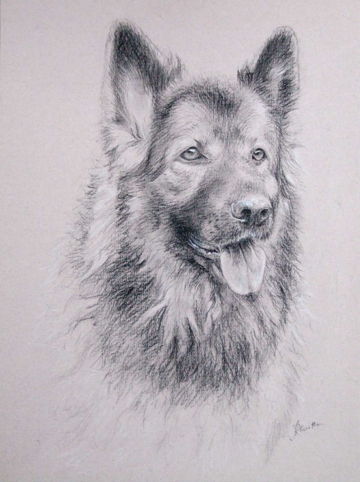 German Shepheard dog portrait drawing on paper