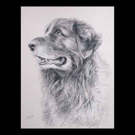 Leonberger dog portrait drawing on paper