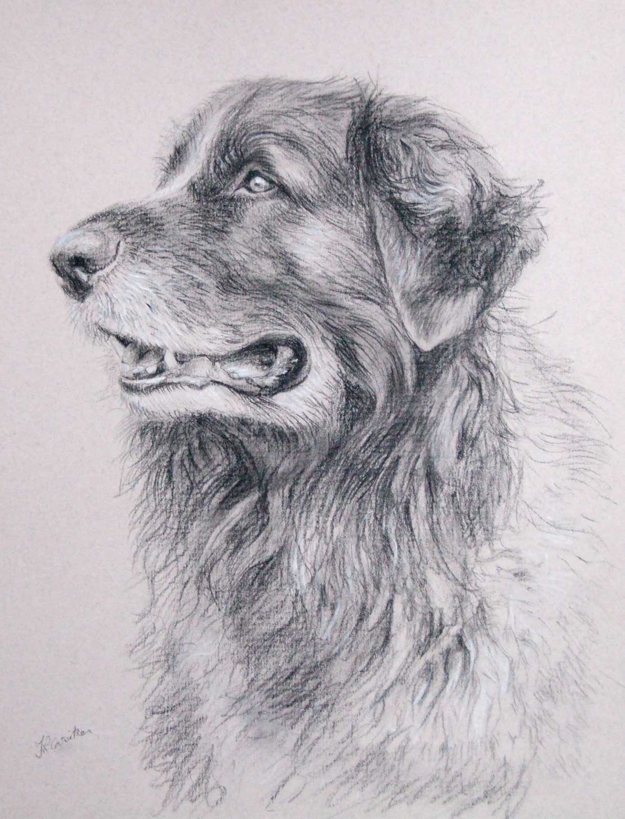 Leonberger dog portrait drawing on paper