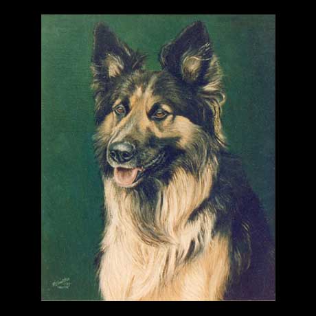 German Shepherd dog portrait painting, oil paint on canvas