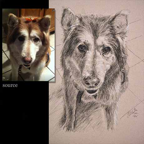 Dog portrait drawing 6 - carbon pencil on paper