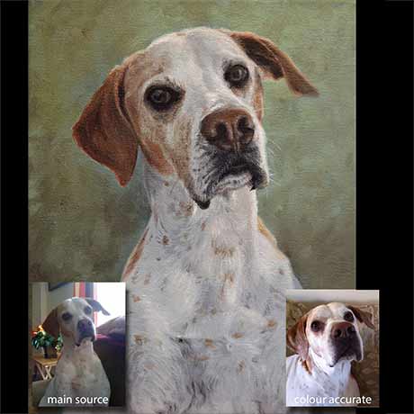 Pointer dog portrait painting 1 - oils on canvas