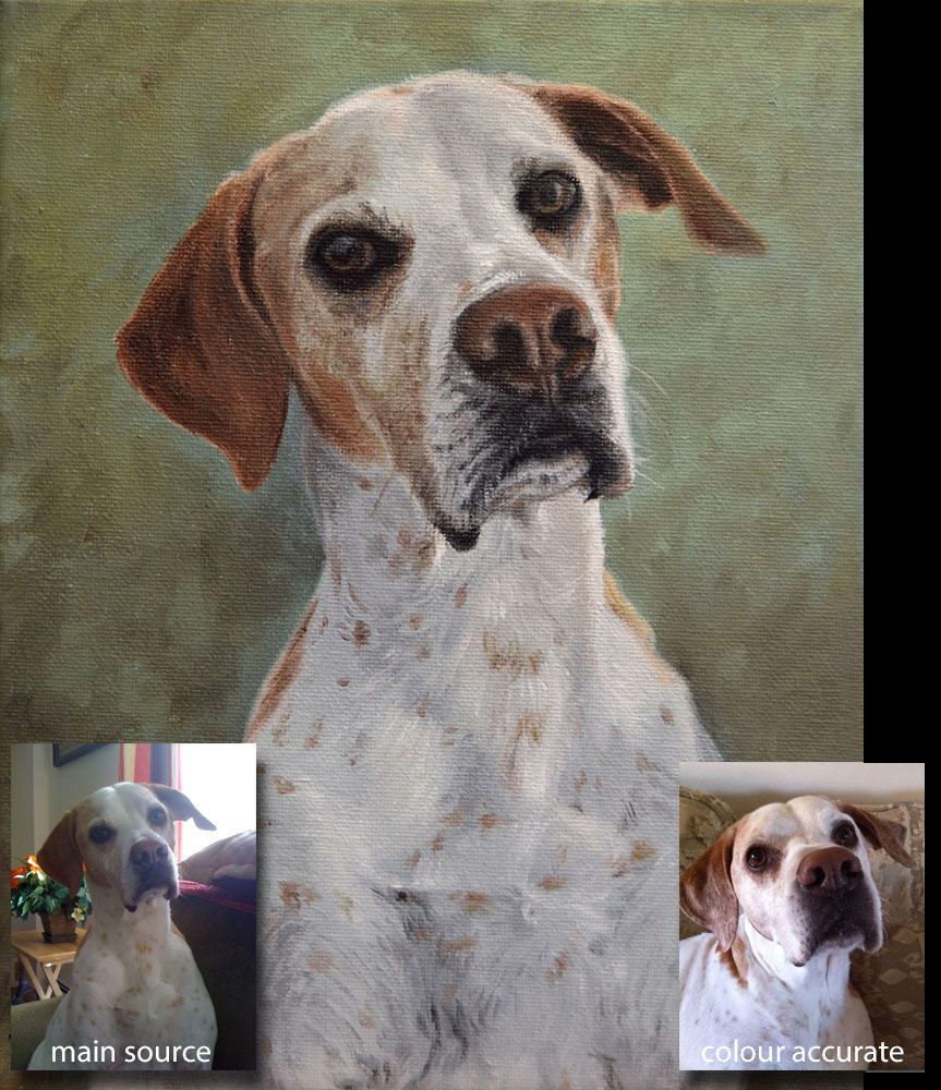 Pointer dog portrait painting 1 - oils on canvas