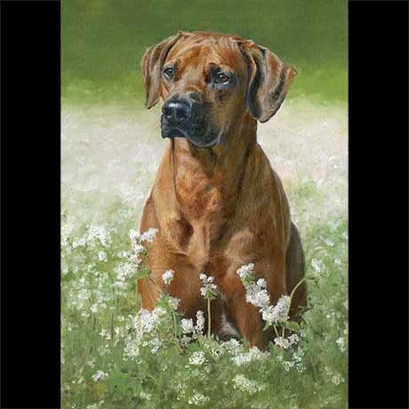 African Ridgeback dog portrait painting 1, oil paint on canvas