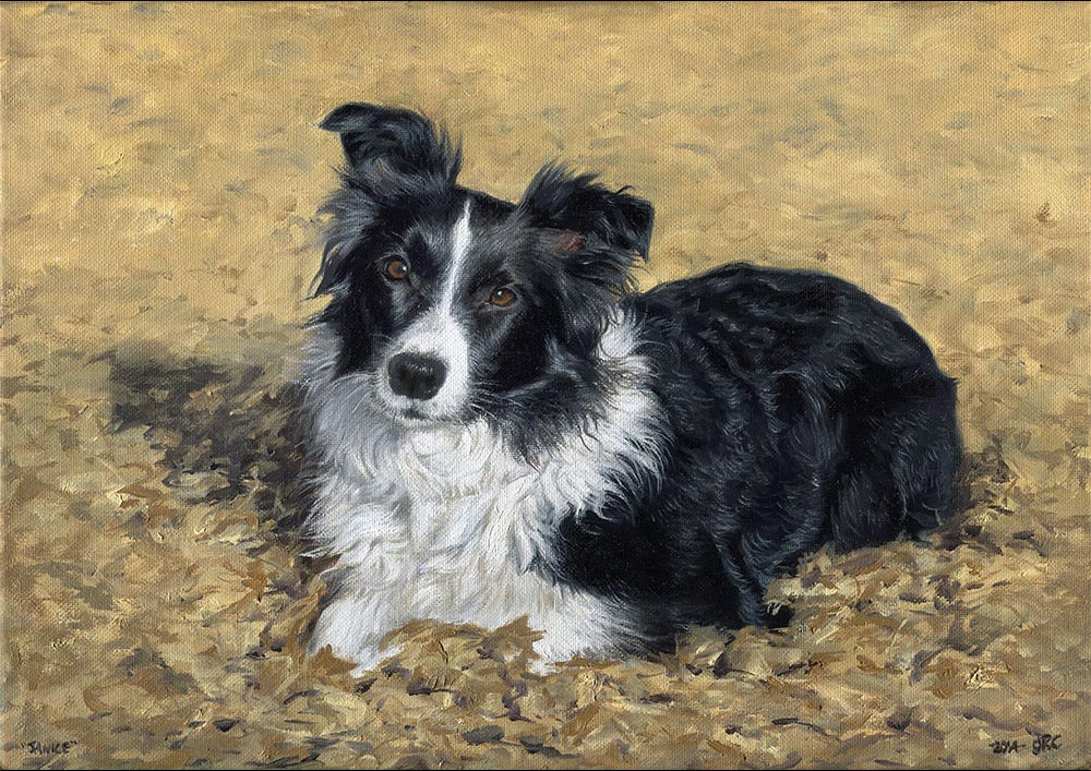 Sheepdog portrait painting dog1 - oils on canvas