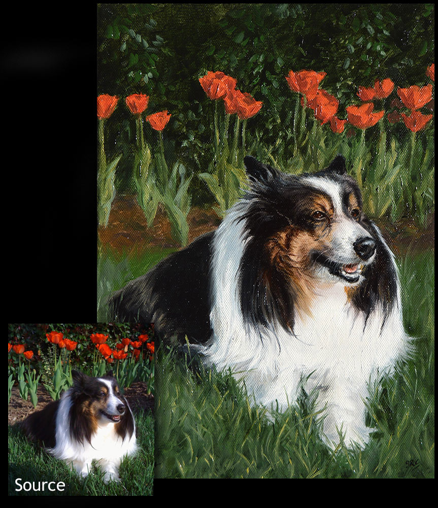 Sheltie dog portrait painting 1 - oils on canvas