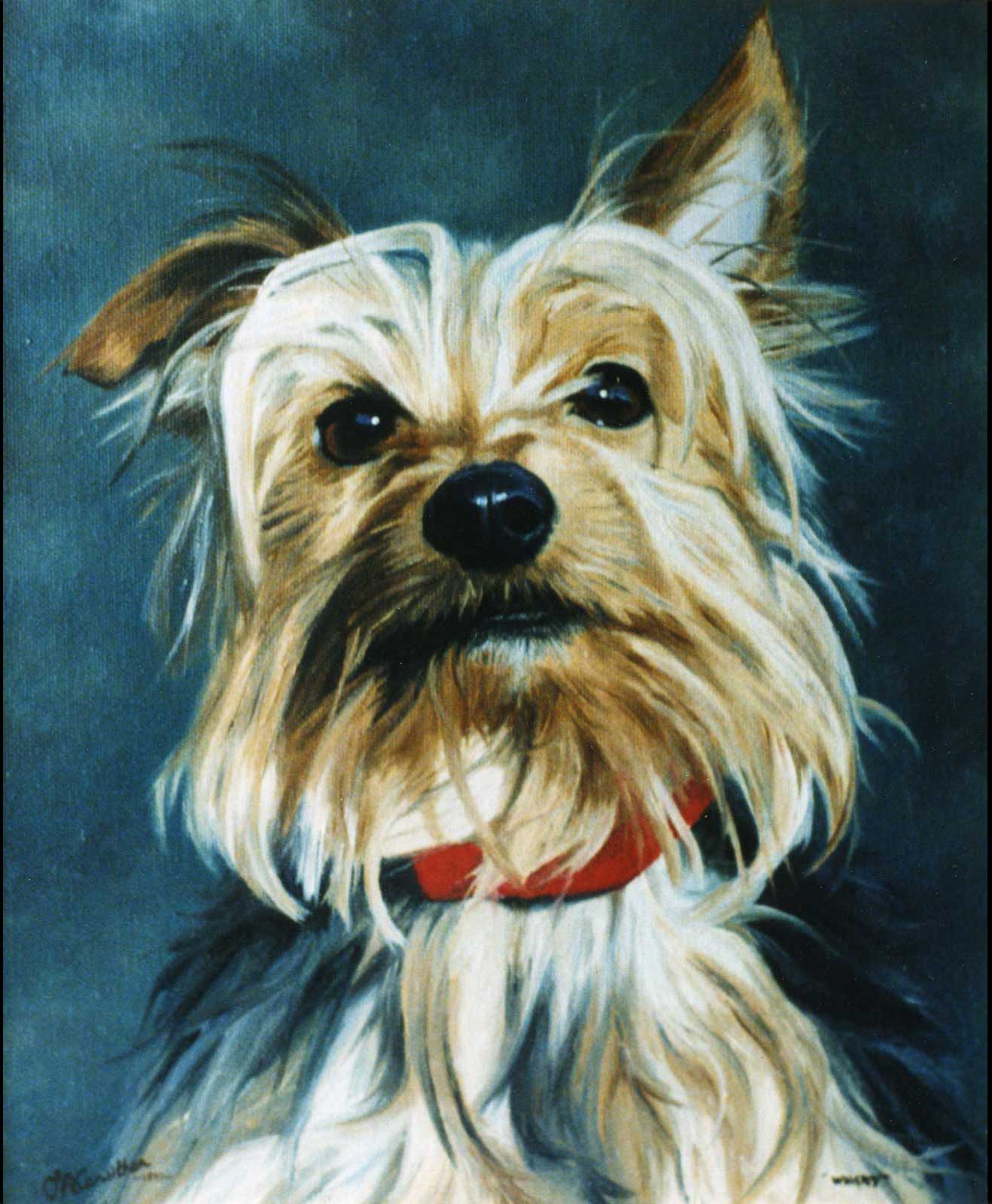 Yorkshire Terrier dog portrait oil painting on canvas