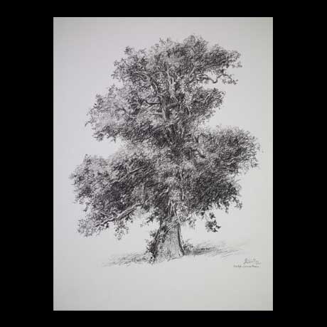 Tree drawing on paper