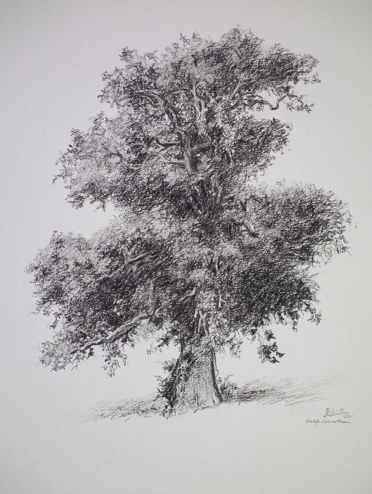 Tree drawing on paper