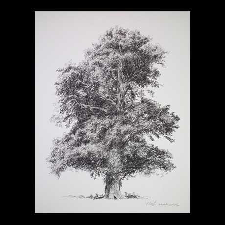 Tree drawing on paper