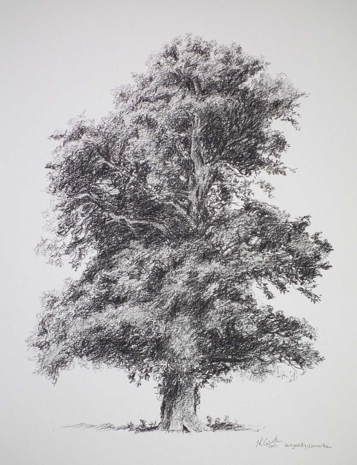 Tree drawing on paper