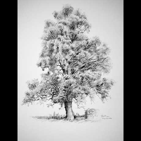 Tree drawing on paper