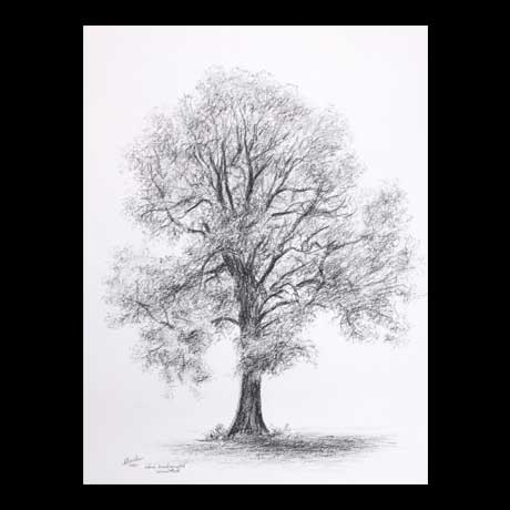 Tree drawing on paper