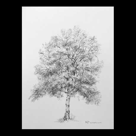 Tree drawing on paper