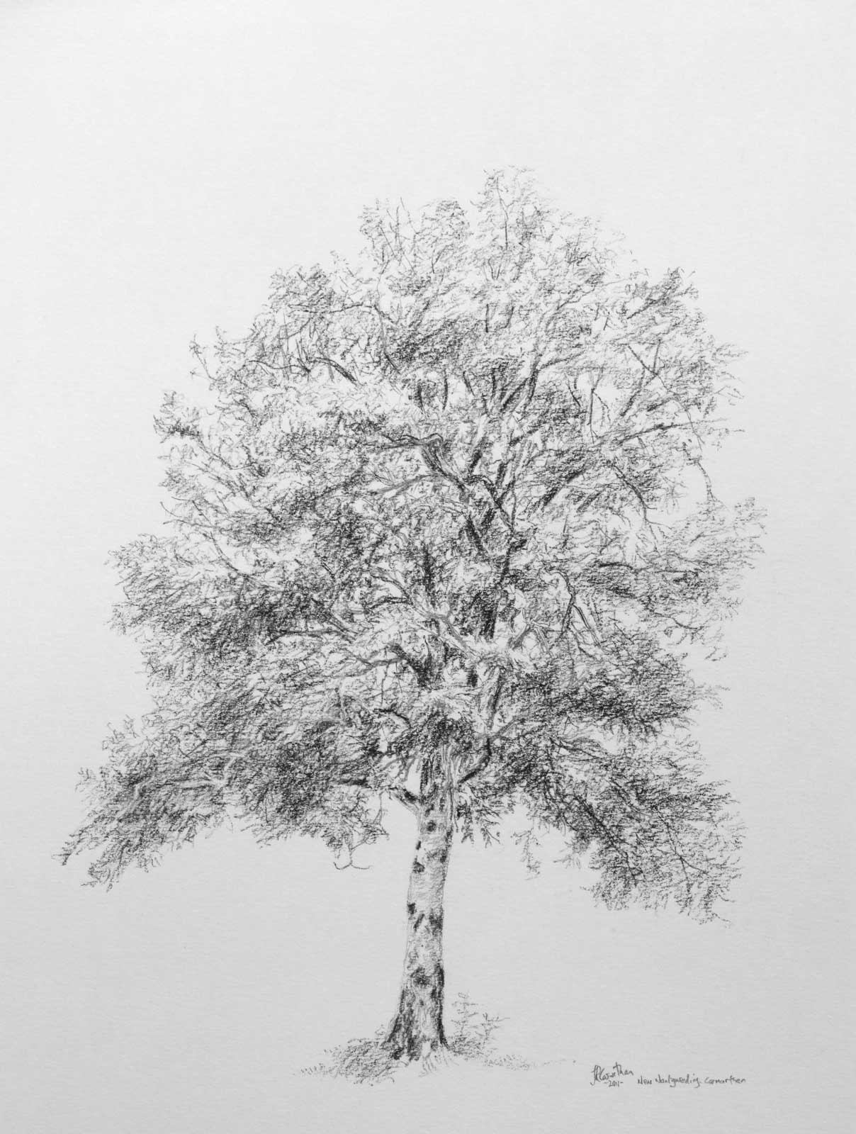 Tree drawing on paper