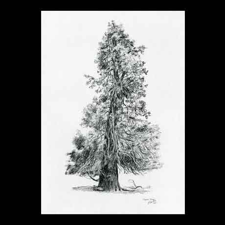 Tree drawing on paper