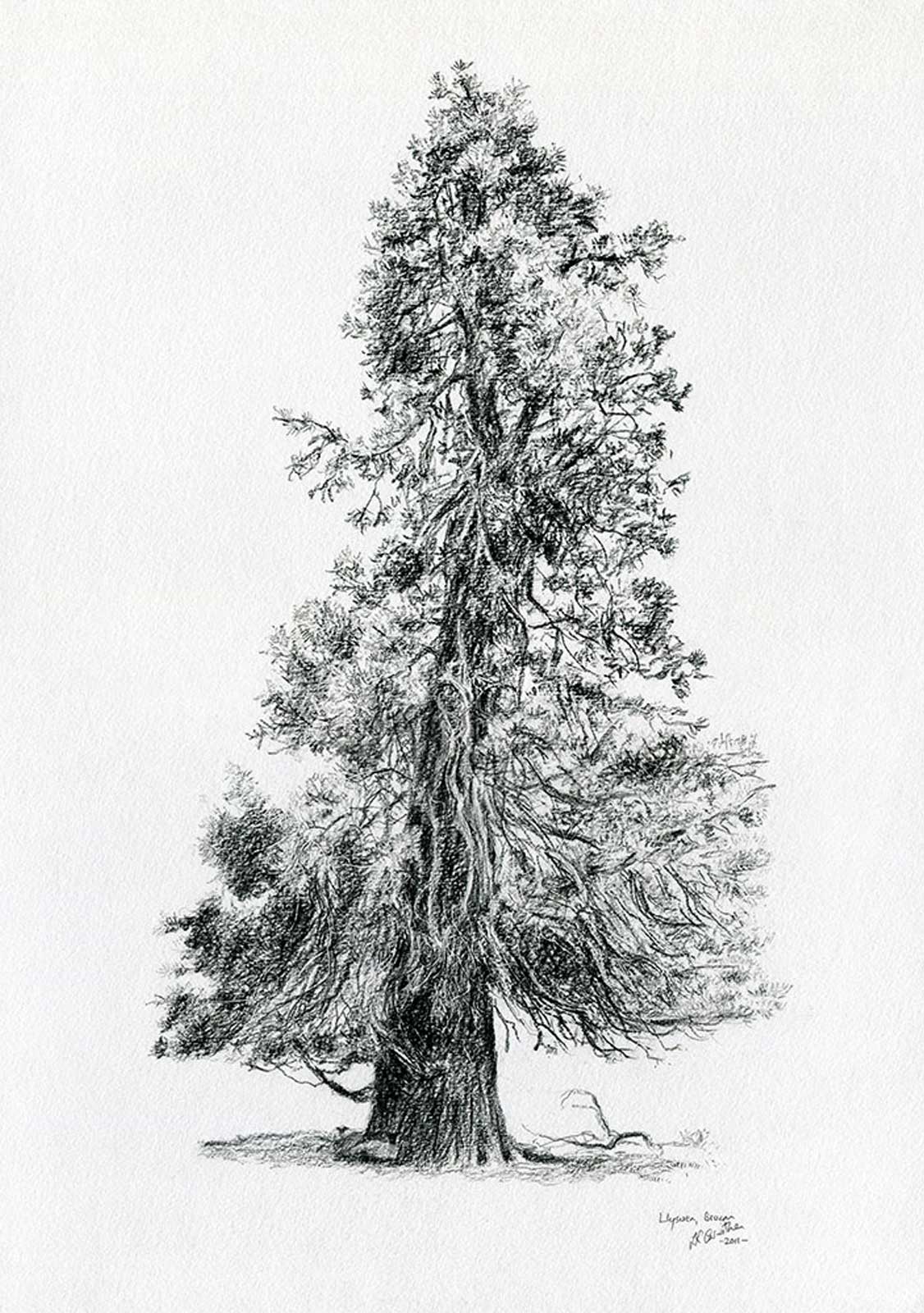 Tree drawing on paper