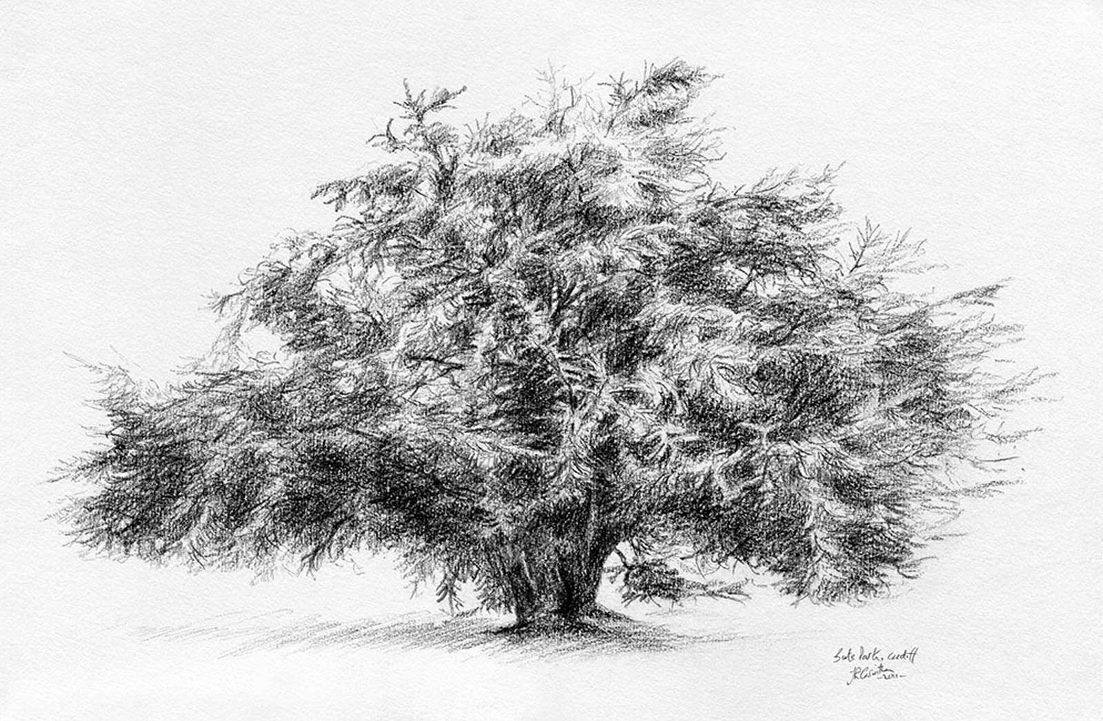 Tree drawing on paper