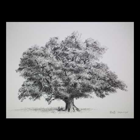 Tree drawing on paper